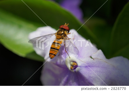 aroma, striped pattern, one animal 2828770