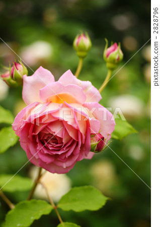 銀禧慶典 2828796