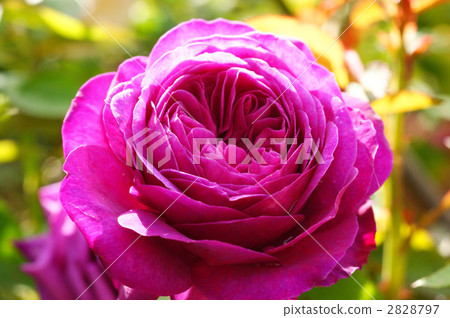 Heidi Krumm Rose 2828797