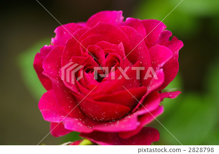 普洛斯彼羅 2828798