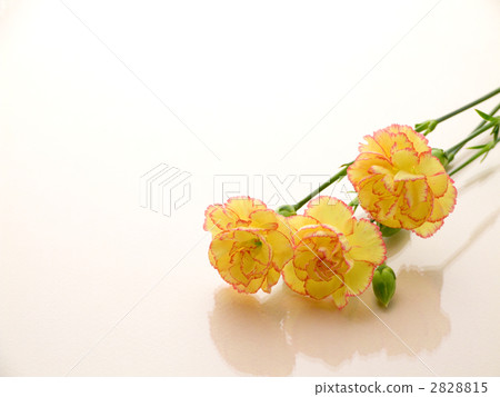 Carnation  2828815