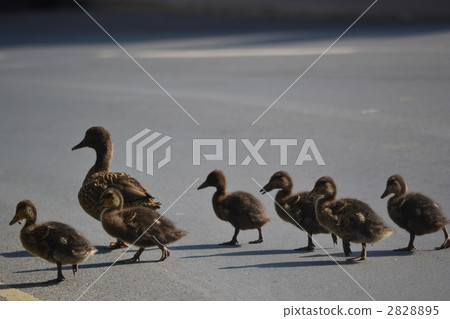 Parent and child of duck 2828895