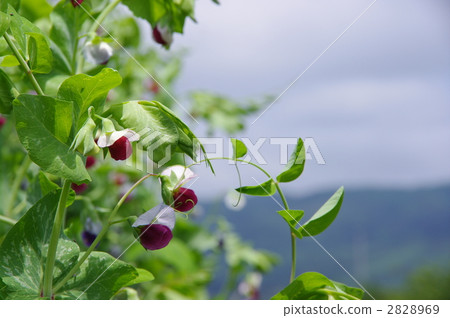 青豆醬花 2828969