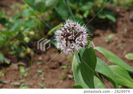 大蒜花蒜蛤用大蒜 2828974