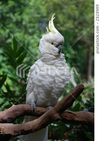 sulfur-crested cockatoo, bird, birds 2828989