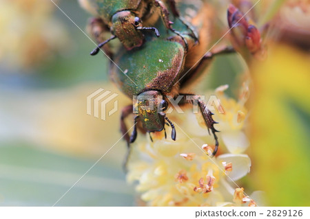 月桂樹和國會大廈 月桂樹和國會大廈 2829126