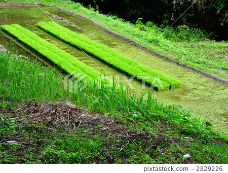 準備種植水稻(1) 準備種植水稻(1) 2829226
