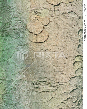 吠聲（zelkova）紋理〜垂直裁減 2829294