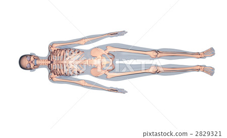 anatomy, human body, skeleton 2829321