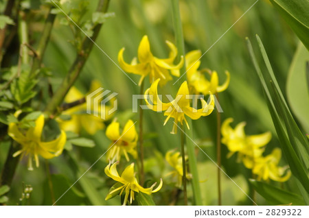 western katakuri, dogtooth, katakuri 2829322