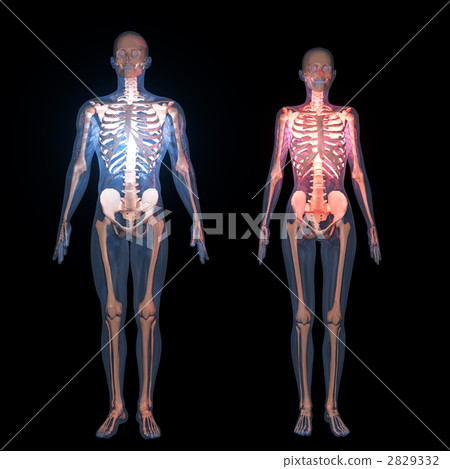 anatomy, human body, skeleton 2829332