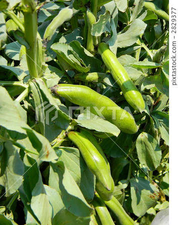 Sky of home garden 2829377