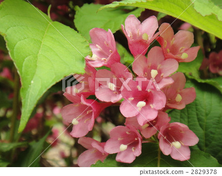 Rice planting flowers 2829378