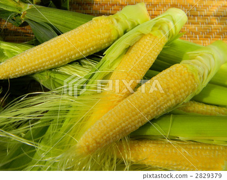 Young corn with harvested ladle with harvest 2829379