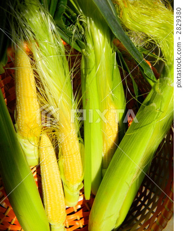 Young corn with freshly harvested beard Young corn with freshly harvested beard 2829380
