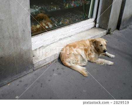 retriever, animal, animals 2829519