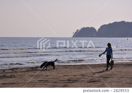 stroll, strolling, pet 2829553