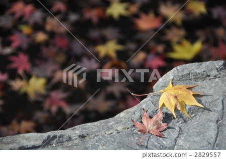 Autumn-sized garden Autumn-sized garden 2829557