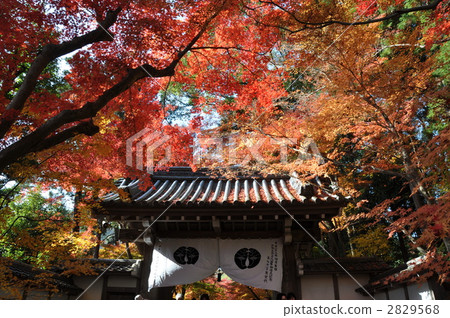 Komyo temple of autumn leaves Komyo temple of autumn leaves 2829568
