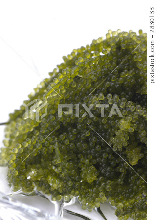 海洋葡萄 海洋葡萄 2830133