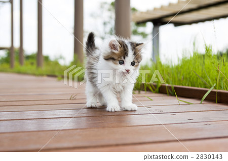 Mako在公園散步 Mako在公園散步 2830143