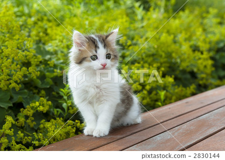 Mako在公園散步 2830144