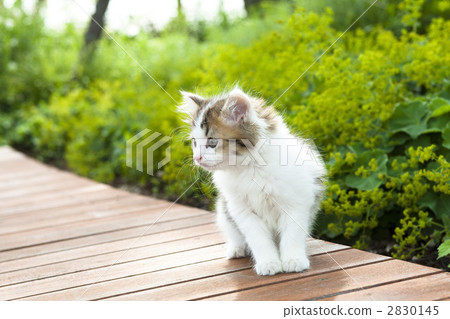 Mako在公園散步 2830145