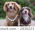 miniature dachshund, animal, animals 2830223