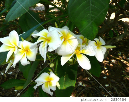 Plumeria 2830364