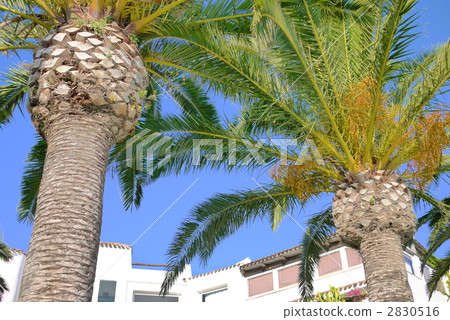 Palm 2 Palm 2 2830516