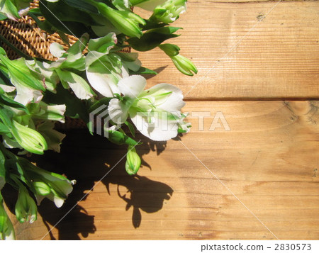 Aristo Romelia 2830573