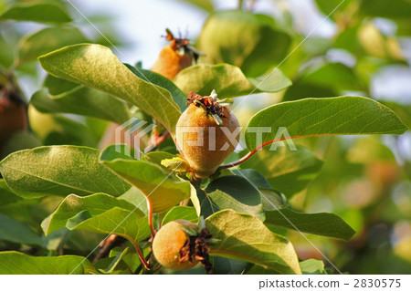 柑橘年輕果子 2830575