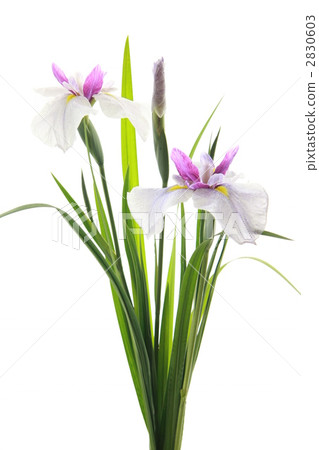 iris, white background, purple 2830603