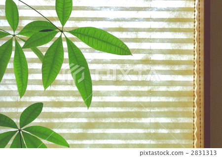 中美木棉屬 葉 樹葉 2831313