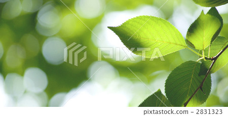 葉子 葉 樹葉 2831323
