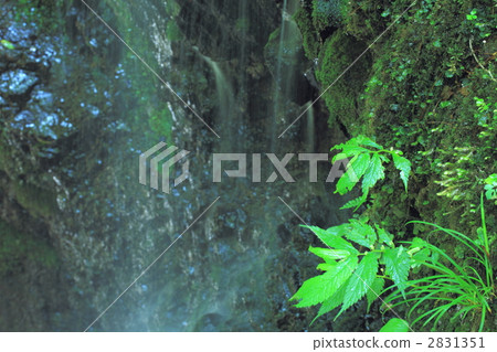 sheet of spray, moss, rock 2831351