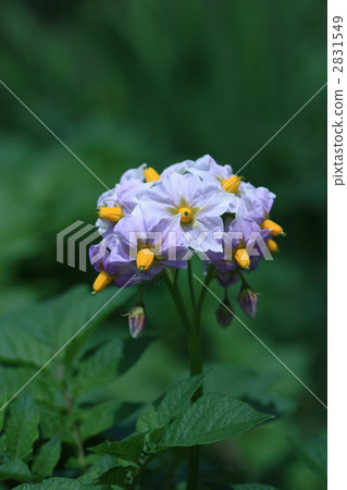 馬鈴薯花 2831549