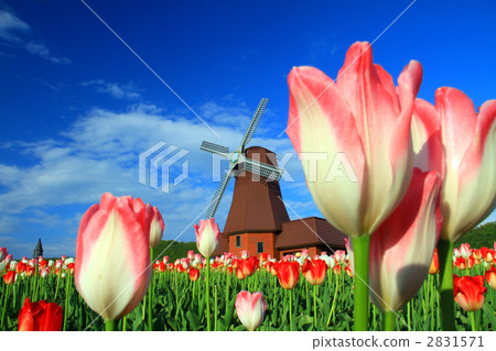 鬱金香花叢 花園 鬱金香 2831571