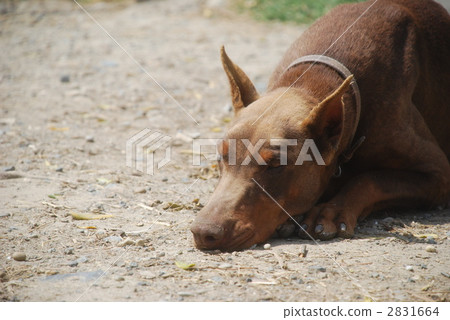 杜賓狗 杜賓犬 毛孩 2831664