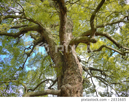 樟木 樟腦樹 大樹 2831685