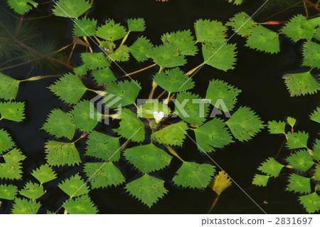 一頭母牛的葉子和花 2831697