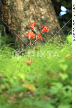 狐狸騎手 2831698