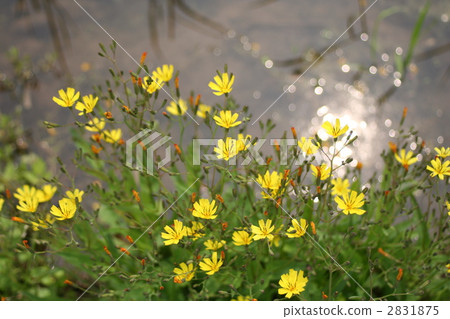 Hananigana Hananigana 2831875