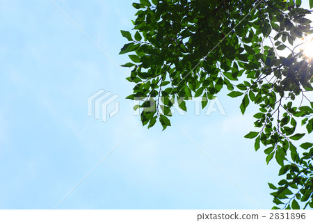 初夏的陽光 初夏的陽光 2831896