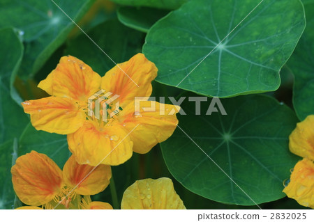 kimurenhana, nasturtium, petal 2832025