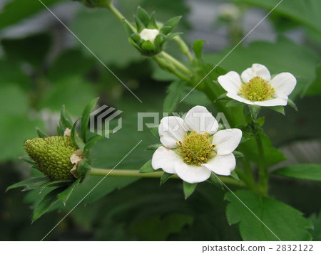 草莓花 2832122