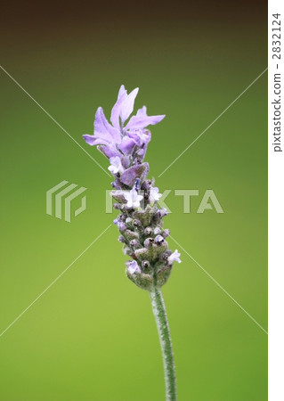 Lavender / Up 2832124