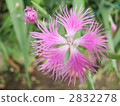 dianthus, ideal japanese woman, fringed pink 2832278