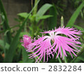 dianthus, ideal japanese woman, fringed pink 2832284