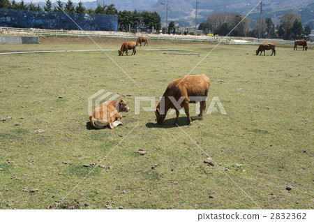 菜牛 牲畜 家畜 2832362